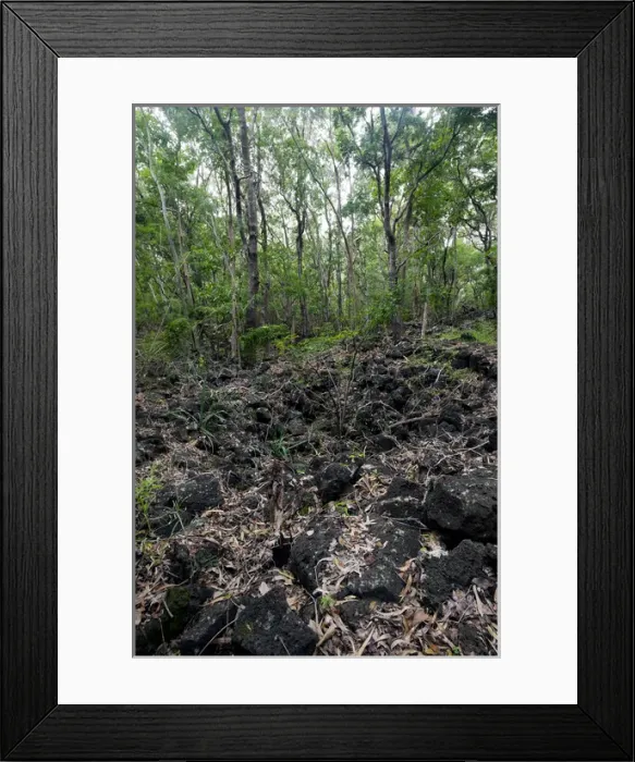 Framed Print : Bra d Eau National Park forest Framed Print : Bra d Eau National Park forest