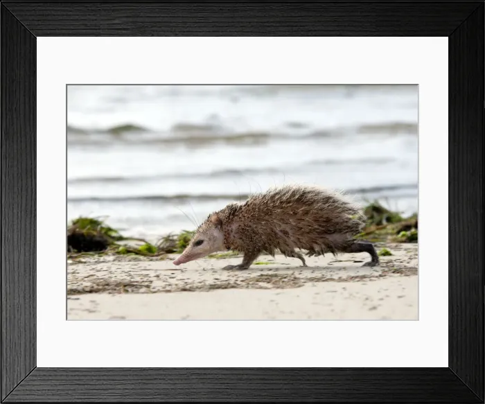 Framed Print : Tailless tenrec Common tenrec Framed Print : Tailless tenrec Common tenrec