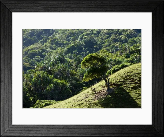 Framed Print : Rusa deer Javan rusa Sunda sambar Framed Print : Rusa deer Javan rusa Sunda sambar