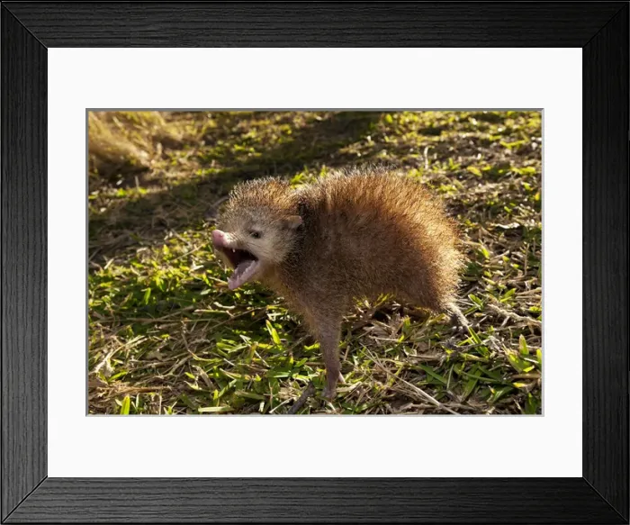 Framed Print : Tailless tenrec Common tenrec Framed Print : Tailless tenrec Common tenrec
