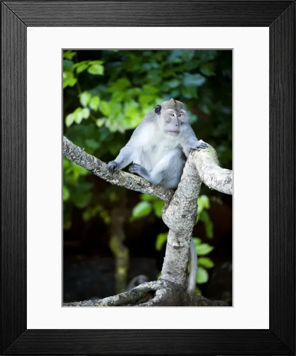 Framed Print : Crab-eating macaque Long-tailed macaque Framed Print : Crab-eating macaque Long-tailed macaque