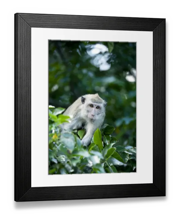 Framed Print : Crab-eating macaque Long-tailed macaque Framed Print : Crab-eating macaque Long-tailed macaque