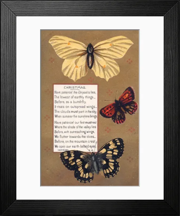 Framed Print : Three butterflies on a Christmas card Framed Print : Three butterflies on a Christmas card