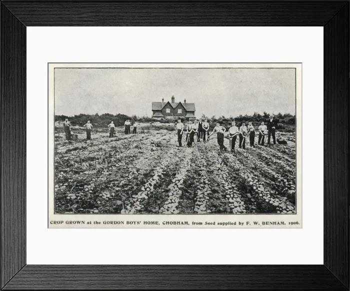 Framed Print : Vegetable crops at Gordon Boys Home, Woking, Surrey Framed Print : Vegetable crops at Gordon Boys Home, Woking, Surrey