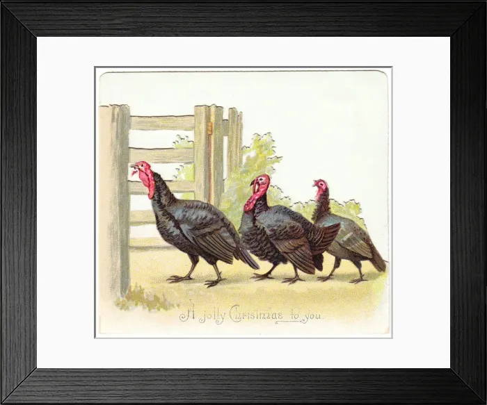 Framed Print : Three turkeys on a Christmas card Framed Print : Three turkeys on a Christmas card