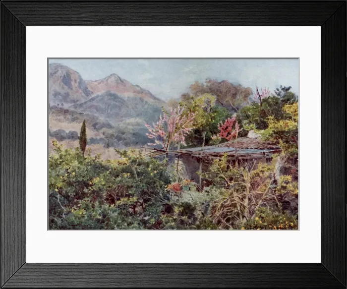 Framed Print : Orange Grove, Italian riviera, Italy Framed Print : Orange Grove, Italian riviera, Italy