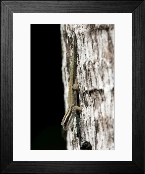 Framed Print : Mauritius ornate day gecko Framed Print : Mauritius ornate day gecko