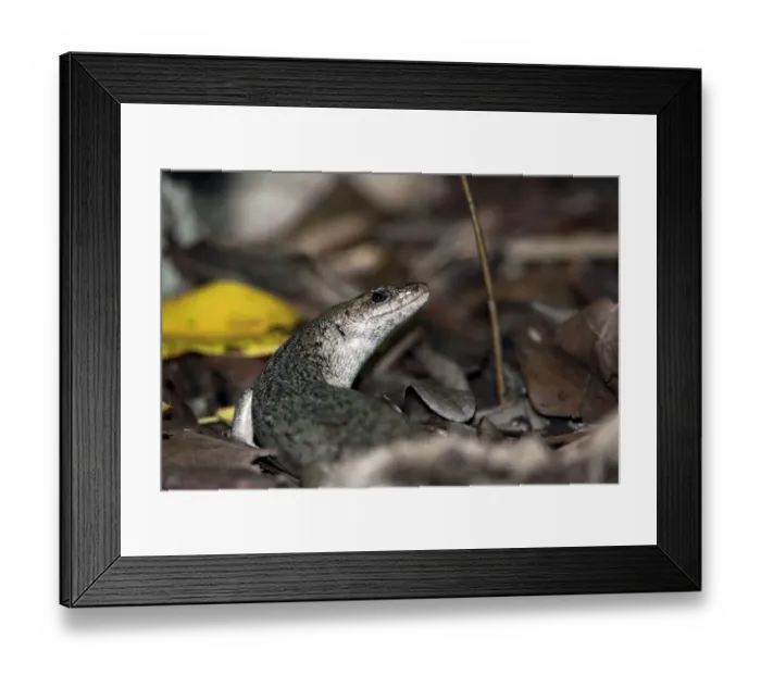Framed Print : Telfairs skink Round Island skink Framed Print : Telfairs skink Round Island skink