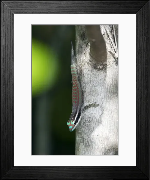 Framed Print : Mauritius ornate day gecko Framed Print : Mauritius ornate day gecko