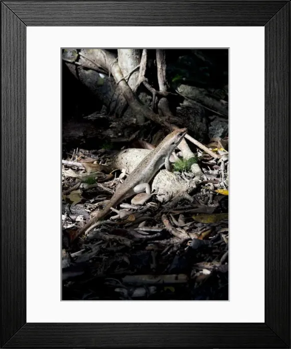 Framed Print : Telfairs skink Round Island skink Framed Print : Telfairs skink Round Island skink