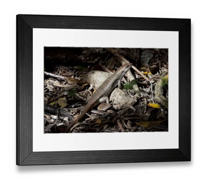 Framed Print : Telfairs skink Round Island skink Framed Print : Telfairs skink Round Island skink
