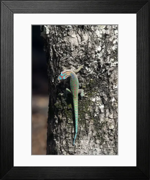 Framed Print : Mauritius ornate day gecko Framed Print : Mauritius ornate day gecko