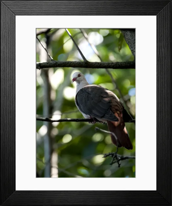 Framed Print : Pink pigeon Framed Print : Pink pigeon