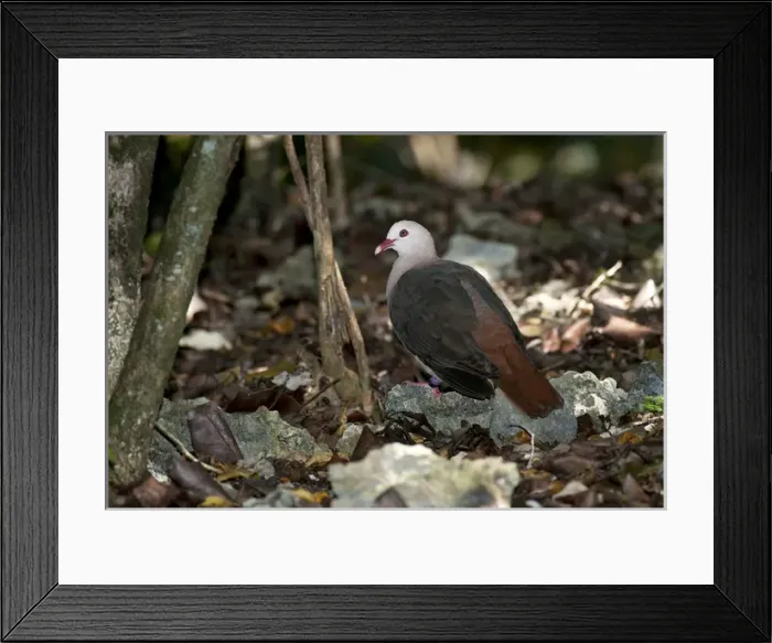 Framed Print : Pink pigeon Framed Print : Pink pigeon