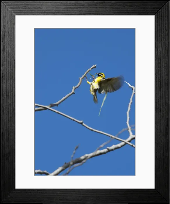 Framed Print : Village Weaver Spotted-backed Weaver Black-headed Weaver Framed Print : Village Weaver Spotted-backed Weaver Black-headed Weaver