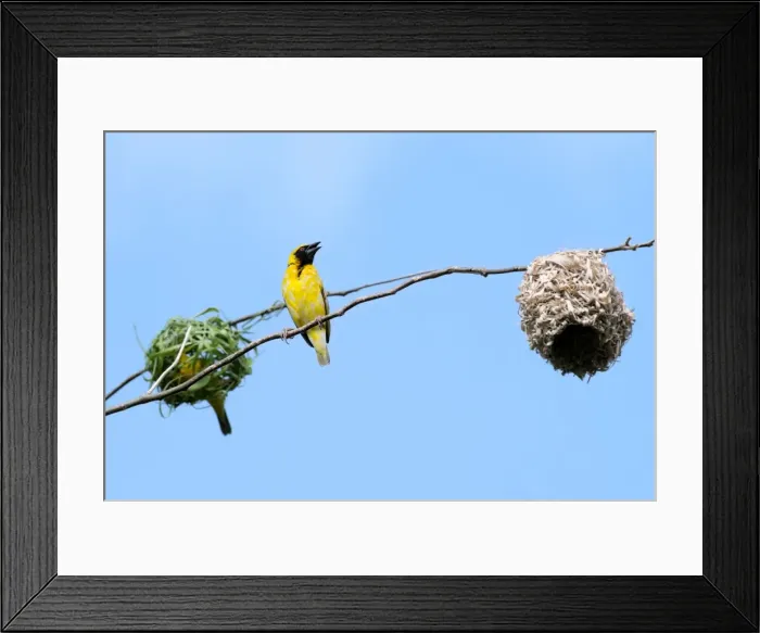Framed Print : Village Weaver Spotted-backed Weaver Black-headed Weaver Framed Print : Village Weaver Spotted-backed Weaver Black-headed Weaver