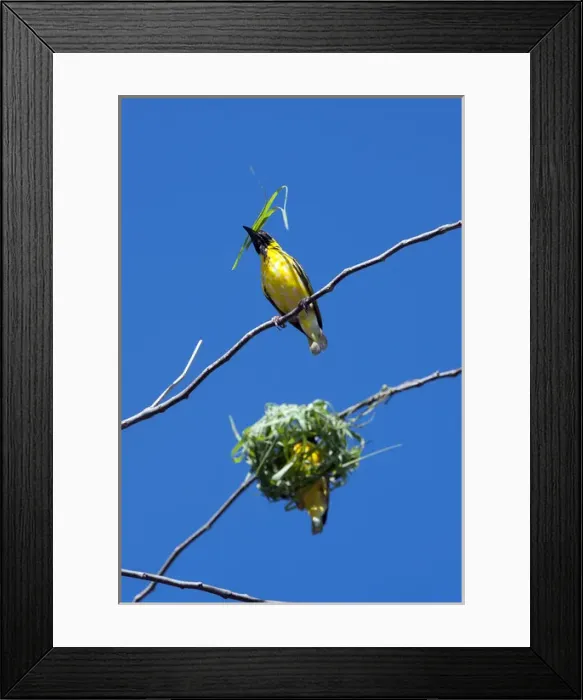 Framed Print : Village Weaver Spotted-backed Weaver Black-headed Weaver Framed Print : Village Weaver Spotted-backed Weaver Black-headed Weaver