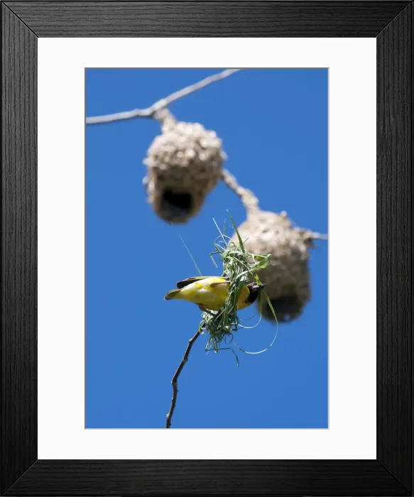 Framed Print : Village Weaver Spotted-backed Weaver Black-headed Weaver Framed Print : Village Weaver Spotted-backed Weaver Black-headed Weaver