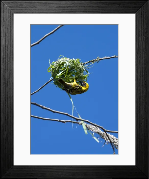 Framed Print : Village Weaver Spotted-backed Weaver Black-headed Weaver Framed Print : Village Weaver Spotted-backed Weaver Black-headed Weaver