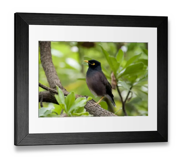 Framed Print : Common Myna Framed Print : Common Myna
