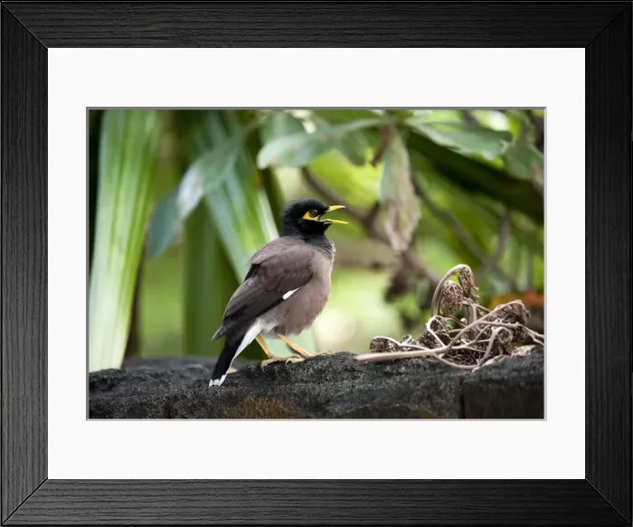 Framed Print : Common Myna
