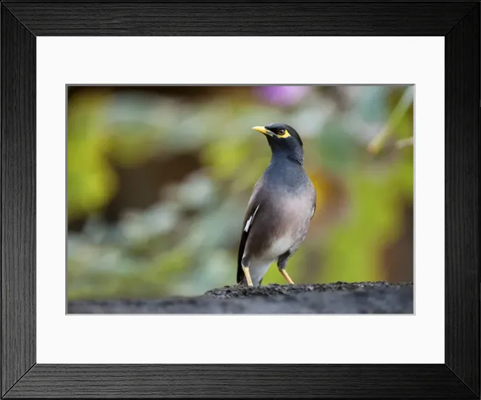 Framed Print : Common Myna Framed Print : Common Myna