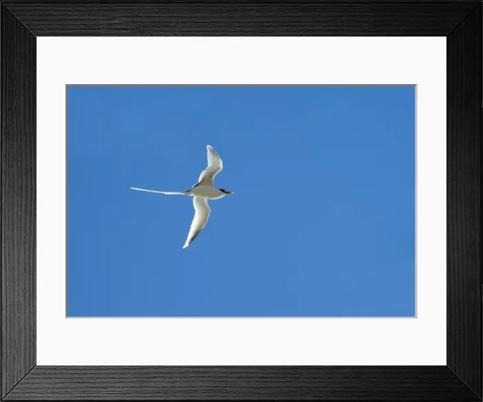 Framed Print : White-tailed Tropicbird Framed Print : White-tailed Tropicbird