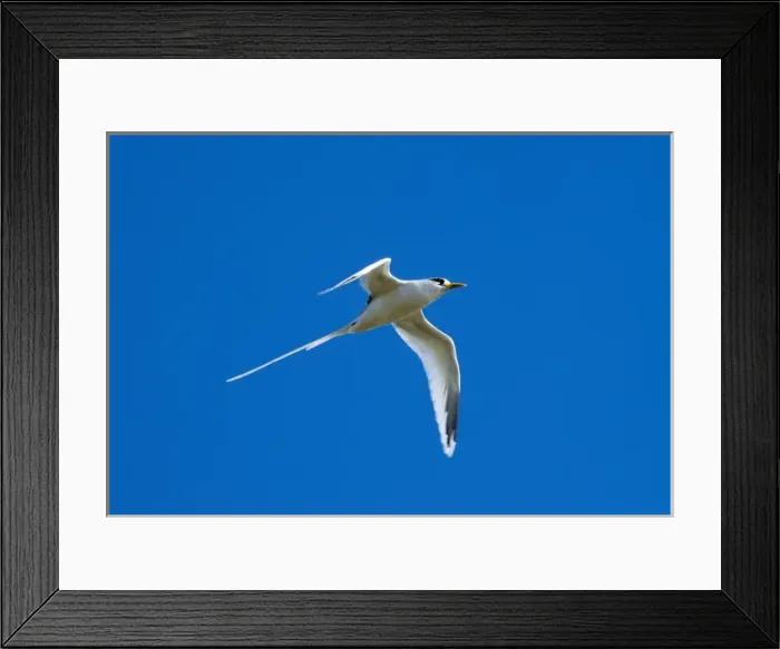 Framed Print : White-tailed Tropicbird Framed Print : White-tailed Tropicbird