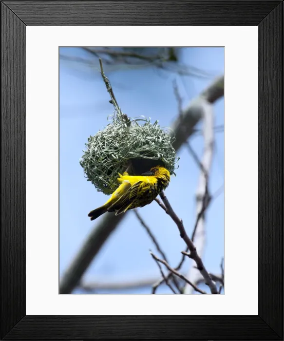 Framed Print : Village Weaver Spotted-backed Weaver Black-headed Weaver Framed Print : Village Weaver Spotted-backed Weaver Black-headed Weaver