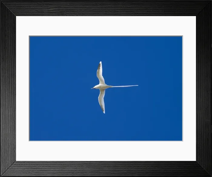 Framed Print : White-tailed Tropicbird Framed Print : White-tailed Tropicbird