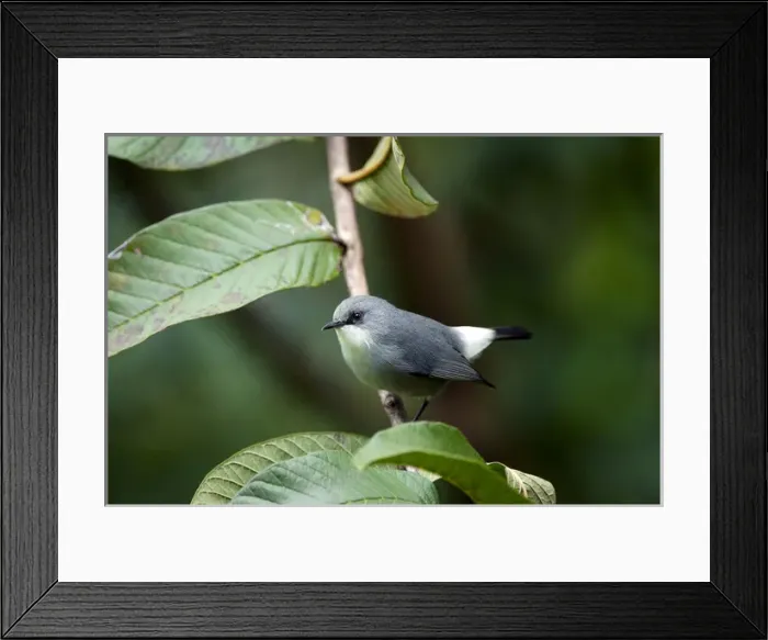 Framed Print : Mauritius Grey White-eye Mascarene White-eye Grey White-eye Framed Print : Mauritius Grey White-eye Mascarene White-eye Grey White-eye