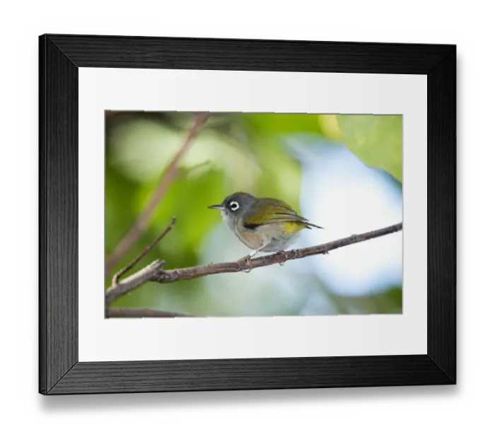 Framed Print : Mauritius Olive White-eye Framed Print : Mauritius Olive White-eye
