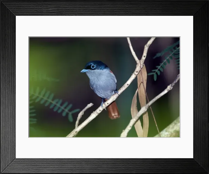 Framed Print : Mascarene Paradise Flycatcher Framed Print : Mascarene Paradise Flycatcher