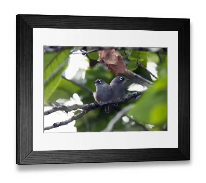 Framed Print : Mauritius Olive White-eye Framed Print : Mauritius Olive White-eye