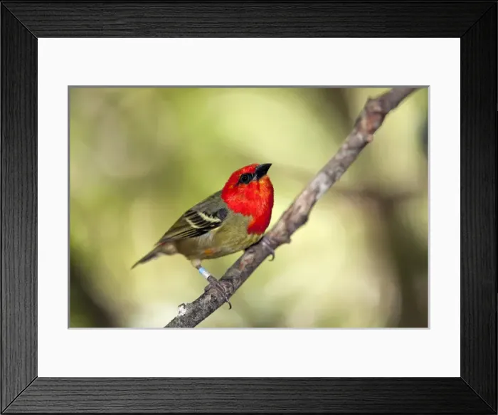 Framed Print : Mauritius Fody Framed Print : Mauritius Fody