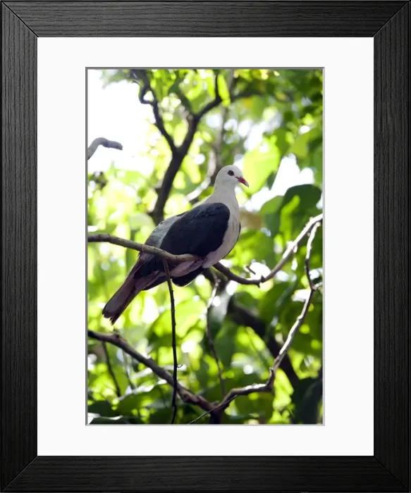 Framed Print : Pink pigeon Framed Print : Pink pigeon