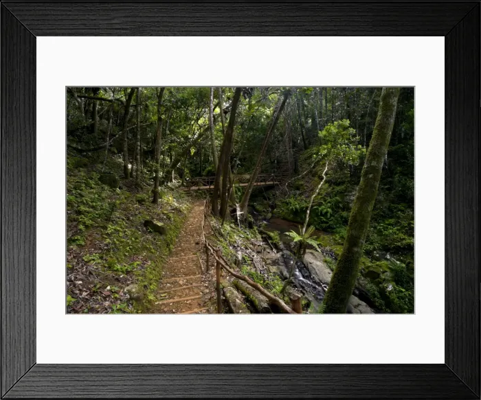 Framed Print : A footpath and a bridge over a stream in Ferney Forest Framed Print : A footpath and a bridge over a stream in Ferney Forest