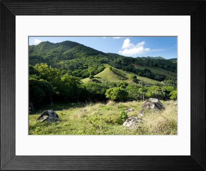 Framed Print : Ferney Forest Framed Print : Ferney Forest