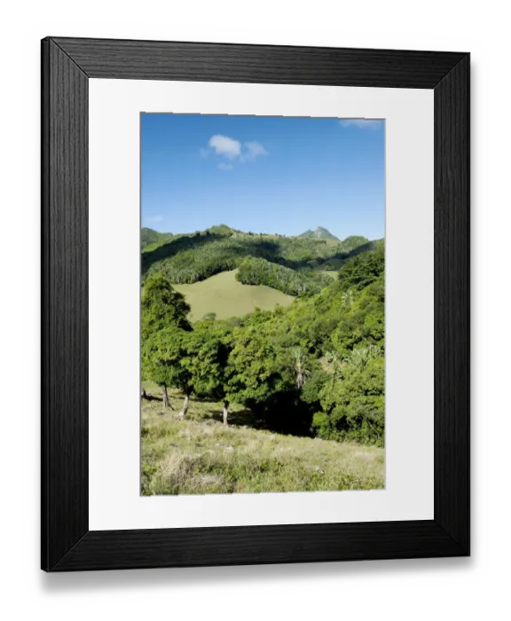 Framed Print : Ferney Forest Framed Print : Ferney Forest