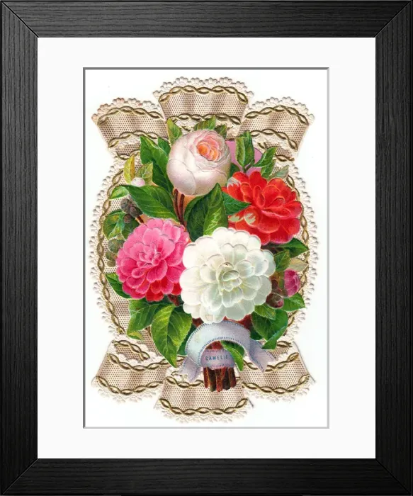 Framed Print : Camellias tied with lacy ribbon on a greetings card Framed Print : Camellias tied with lacy ribbon on a greetings card