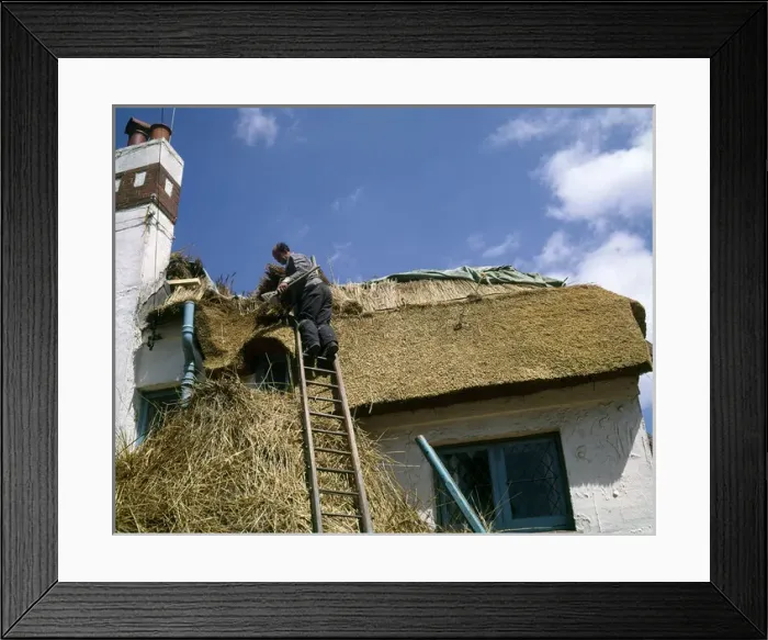 Framed Print : Man at work thatching a roof, Devon Framed Print : Man at work thatching a roof, Devon