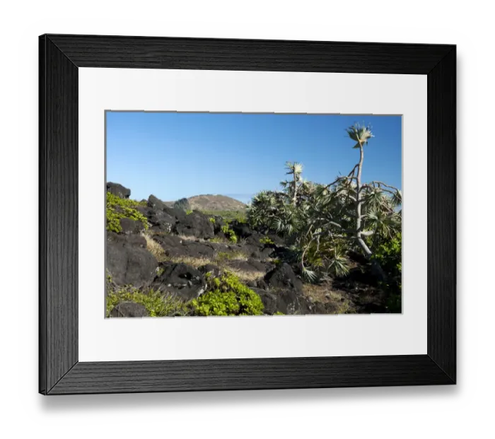 Framed Print : Interior of Ilot Gabriel island Framed Print : Interior of Ilot Gabriel island