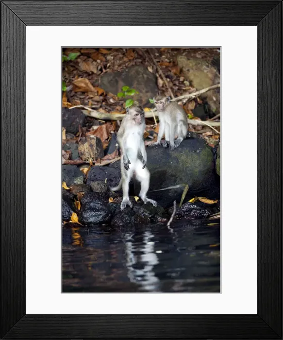 Framed Print : Crab-eating macaque Long-tailed macaque Framed Print : Crab-eating macaque Long-tailed macaque