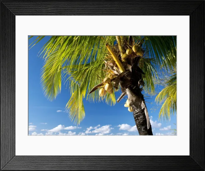 Framed Print : Coconut palm in the evening sun Framed Print : Coconut palm in the evening sun