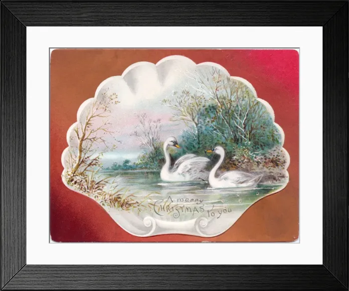 Framed Print : Two swans on a Christmas card Framed Print : Two swans on a Christmas card