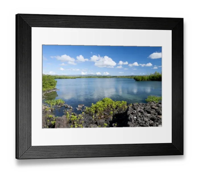Framed Print : Red mangrove Loop-root mangrove Asiatic mangrove Framed Print : Red mangrove Loop-root mangrove Asiatic mangrove