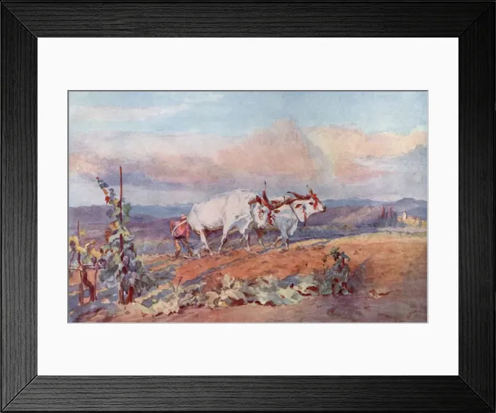 Framed Print : Ploughing with oxen in Tuscany, Italy Framed Print : Ploughing with oxen in Tuscany, Italy