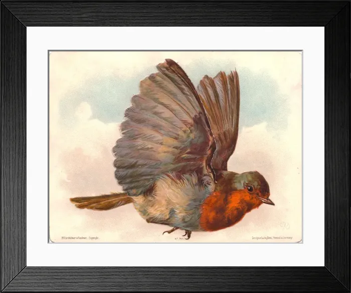 Framed Print : Robin in flight on a Christmas card Framed Print : Robin in flight on a Christmas card