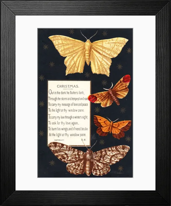 Framed Print : Four moths on a Christmas card Framed Print : Four moths on a Christmas card