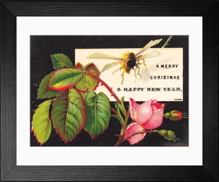 Framed Print : Bee and pink rose on a Christmas card Framed Print : Bee and pink rose on a Christmas card